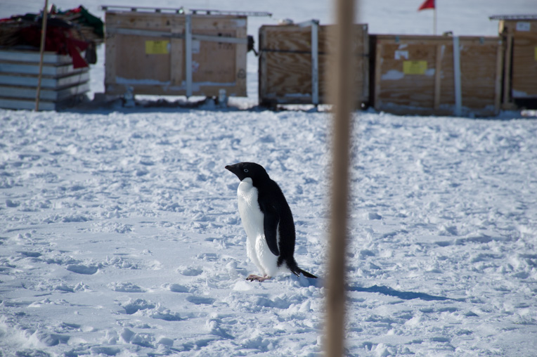 penguin