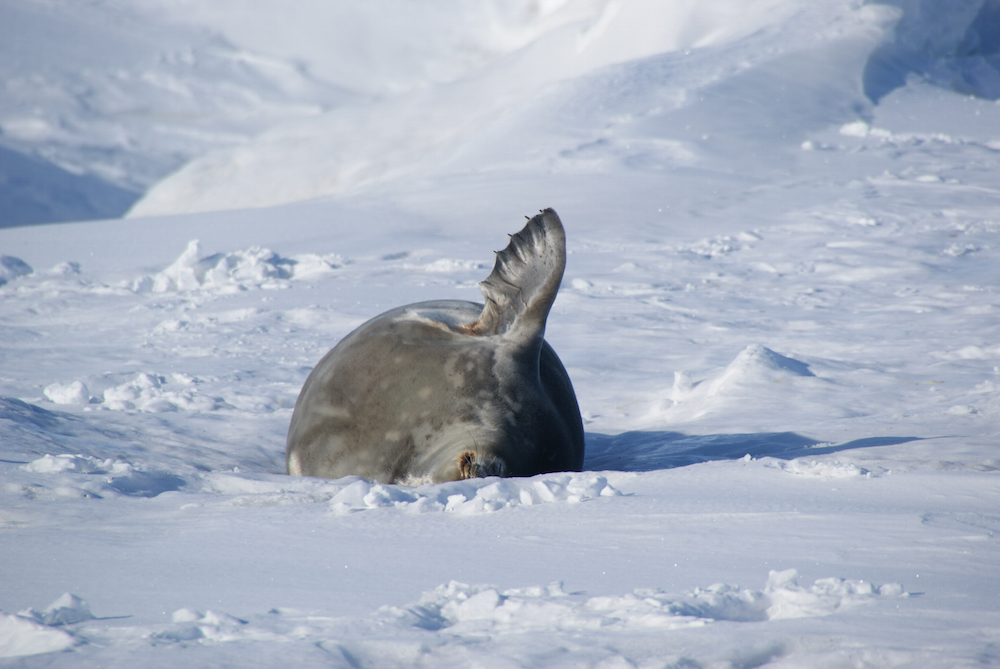 A seal waving goodbye